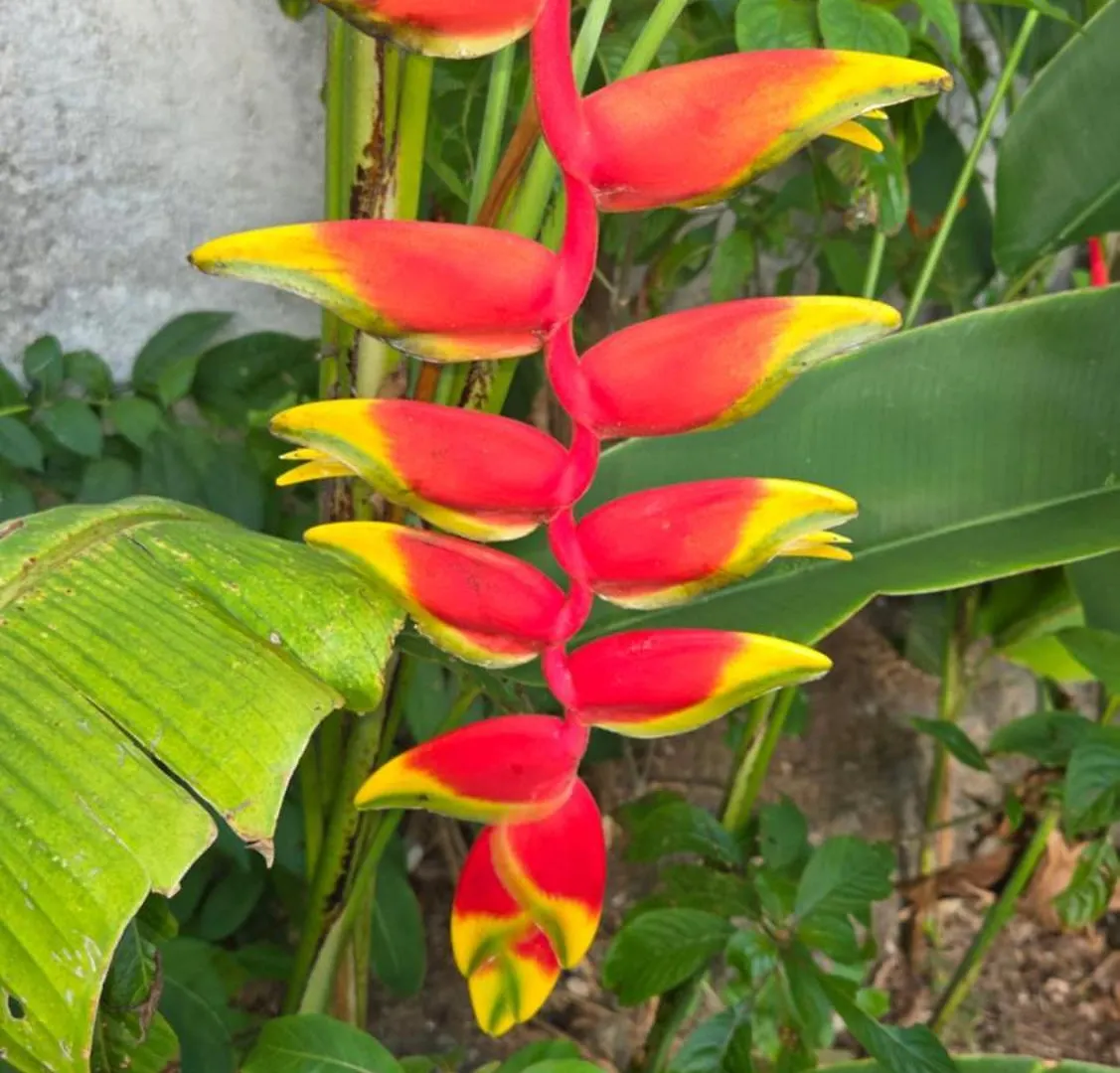 Casa Colonial Cozumel, Villa Mango Mexico