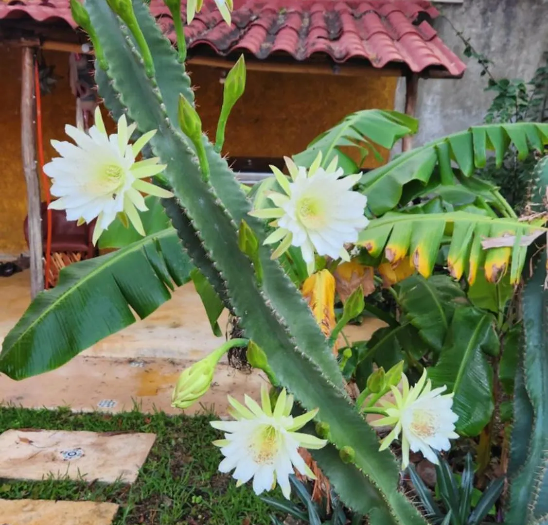 Casa Colonial Cozumel, Villa Mango  Cozumel